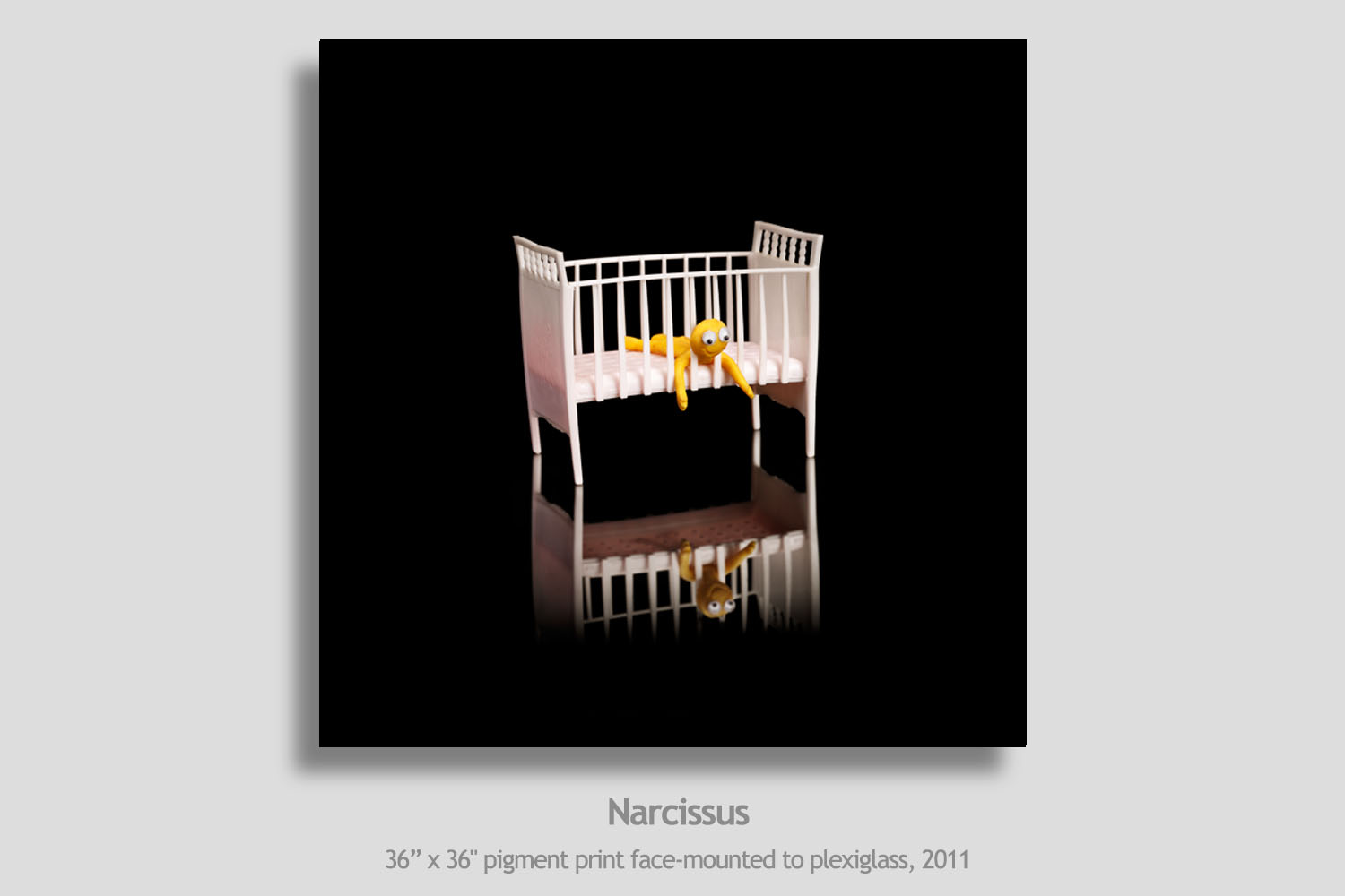 Narcissus